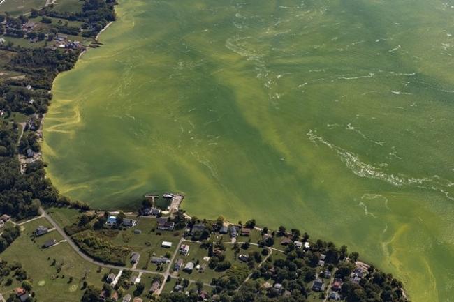 Aerial photo of a harmful algae bloom near a coastline